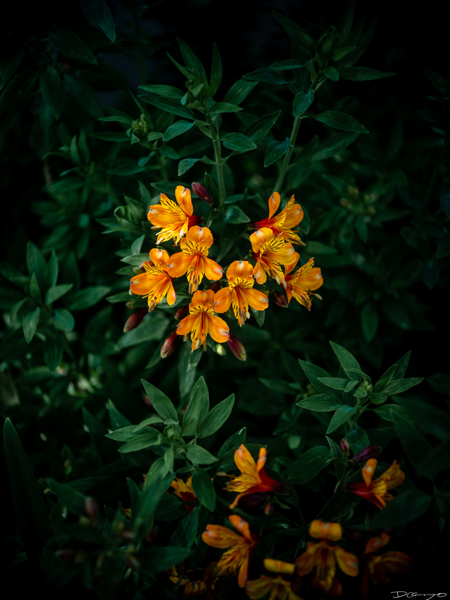Pretty things that I wanted to take pictures of around Berkeley in 2023.